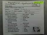 Hygrophorus agathosmus image