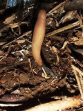 Xylaria telfairii image