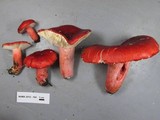Russula sanguinaria image