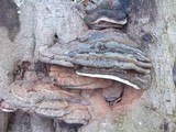 Ganoderma adspersum image