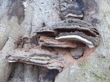 Ganoderma adspersum image