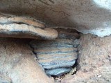 Ganoderma adspersum image