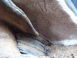 Ganoderma adspersum image