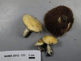 Stropharia coronilla image