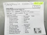 Stropharia coronilla image