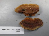 Phellinus gilvus image