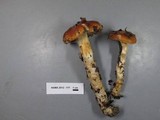 Cortinarius mucosus image