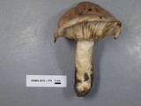 Lactarius argillaceifolius var. megacarpus image