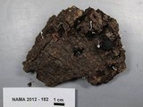 Hemimycena tortuosa image