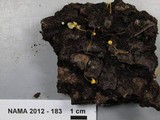 Mycena oregonensis image