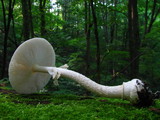Amanita multisquamosa image