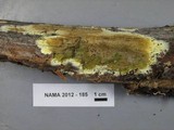 Coniophora olivacea image