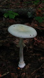 Amanita multisquamosa image