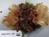 Phaeotremella frondosa image