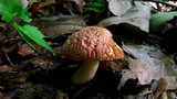 Boletus hortonii image