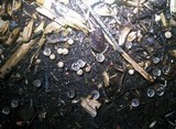 Cyathus olla image