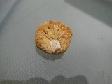 Arcangeliella desjardinii image