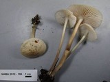 Mycena galericulata image
