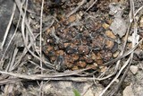 Endocarpon pallidulum image