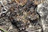 Endocarpon pallidulum image