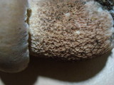Boletus subcaerulescens image