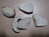 Boletus subcaerulescens image