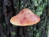 Fistulina hepatica image