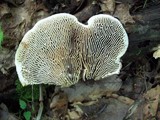 Daedalea quercina image