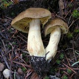 Cortinarius atrosquamosus image