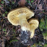 Cortinarius atrosquamosus image