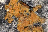 Caloplaca subsoluta image