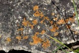 Caloplaca subsoluta image