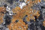 Caloplaca subsoluta image