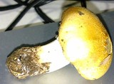 Stropharia coronilla image