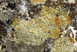 Caloplaca flavovirescens image