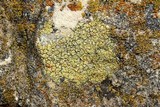 Caloplaca flavovirescens image