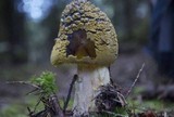 Amanita augusta image