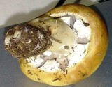Stropharia coronilla image