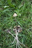 Psilocybe semilanceata image