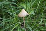 Psilocybe semilanceata image