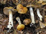 Cortinarius callimorphus image