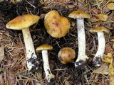 Cortinarius callimorphus image