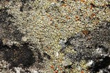 Caloplaca flavovirescens image