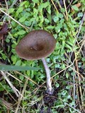 Pseudoclitocybe cyathiformis image
