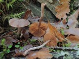 Cortinarius casimiri image