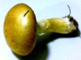Stropharia coronilla image