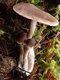 Cortinarius casimiri image