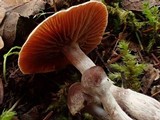 Cortinarius casimiri image