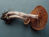 Cortinarius casimiri image