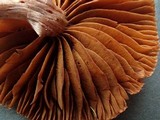 Cortinarius casimiri image